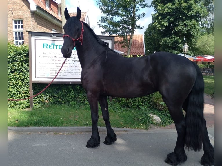 Friesen Stute 4 Jahre 165 cm Rappe in Eggerm&#xFC;hlen OT Bockraden