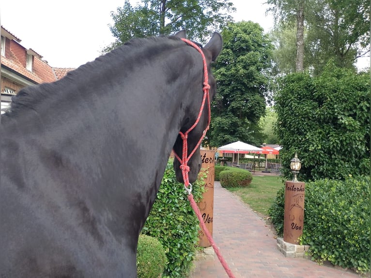 Friesen Stute 4 Jahre 165 cm Rappe in Eggerm&#xFC;hlen OT Bockraden