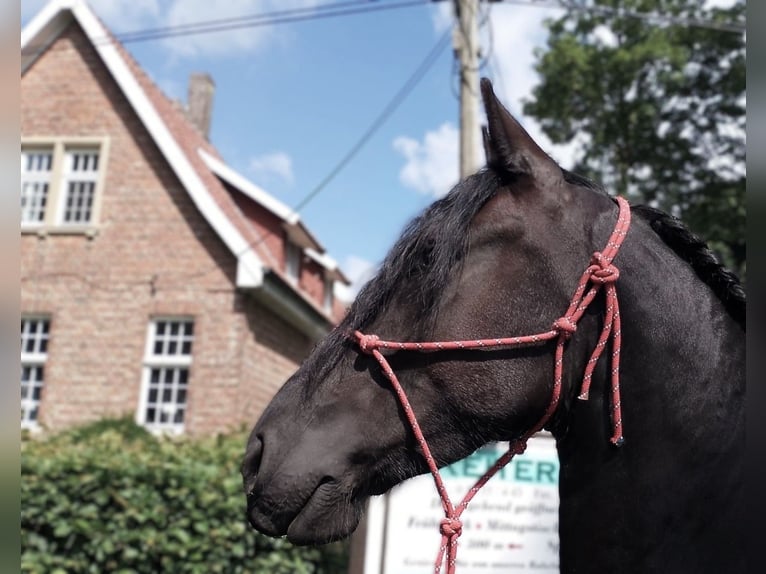 Friesen Stute 4 Jahre 165 cm Rappe in Eggerm&#xFC;hlen OT Bockraden