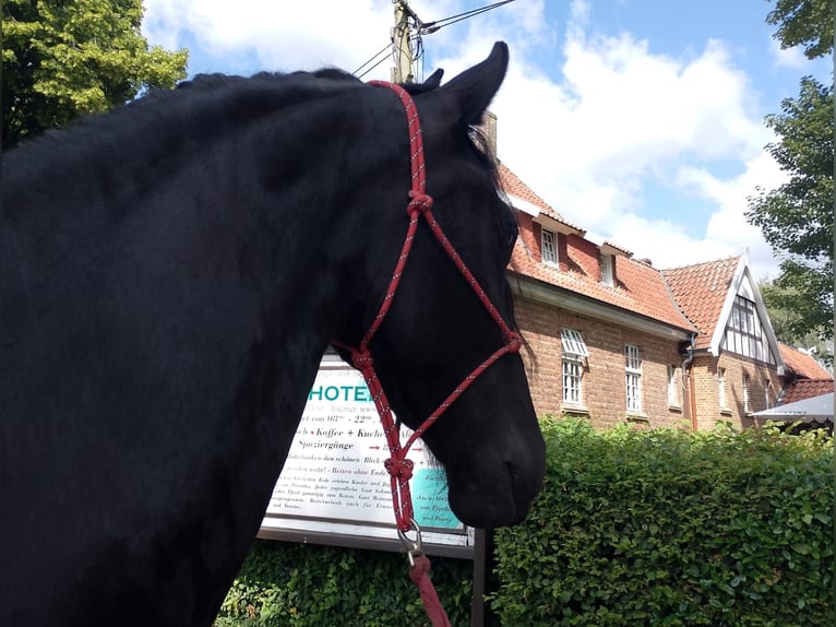 Friesen Stute 4 Jahre 165 cm Rappe in Eggerm&#xFC;hlen OT Bockraden