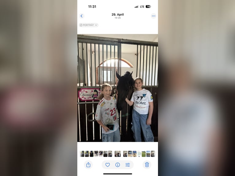 Friesen Stute 4 Jahre 165 cm Rappe in Kottingbrunn