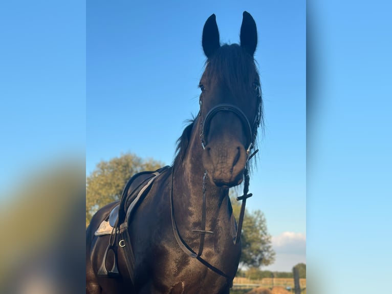 Friesen Stute 4 Jahre 165 cm Rappe in Go&#x15B;cinowo