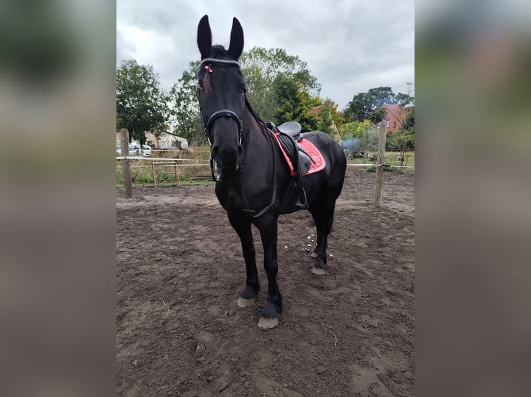 Friesen Stute 4 Jahre 165 cm Rappe in Go&#x15B;cinowo