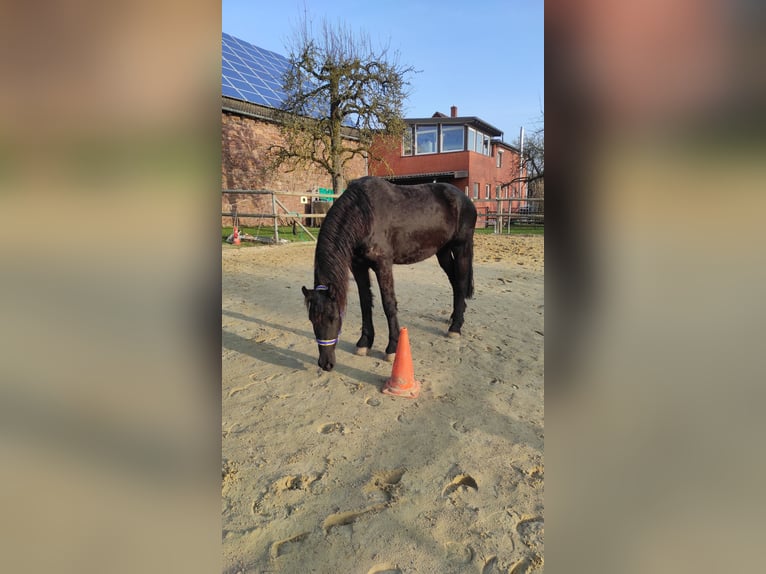 Friesen Stute 4 Jahre 165 cm Rappe in Derental