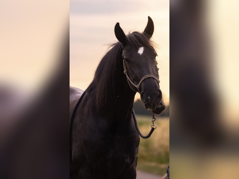 Friesen Stute 4 Jahre 168 cm Rappe in Georgensgmünd