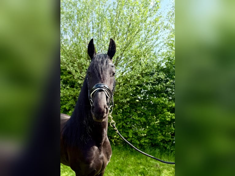 Friesen Stute 4 Jahre 168 cm Rappe in Wuustwezel