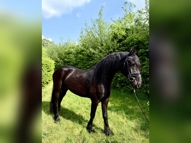Friesen Stute 4 Jahre 168 cm Rappe in Wuustwezel