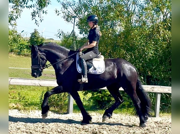 Friesen Stute 4 Jahre 168 cm Rappe in Süderlügum