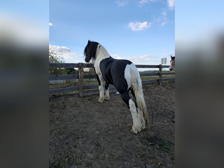 Friesen Stute 4 Jahre 170 cm Rappe in Lugoj