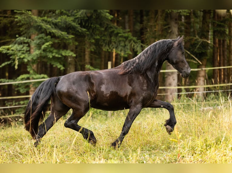 Friesen Stute 4 Jahre 171 cm Rappe in Lintgen