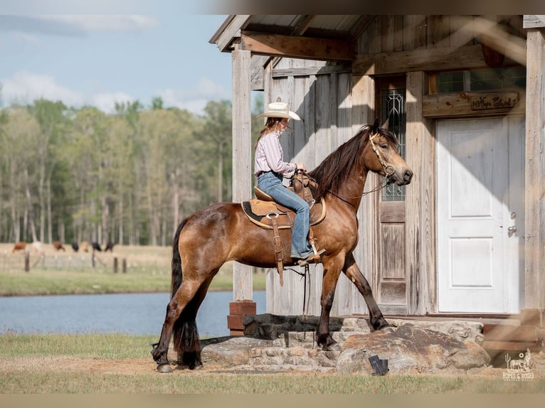 Friesen Mix Stute 4 Jahre Buckskin in Vincent