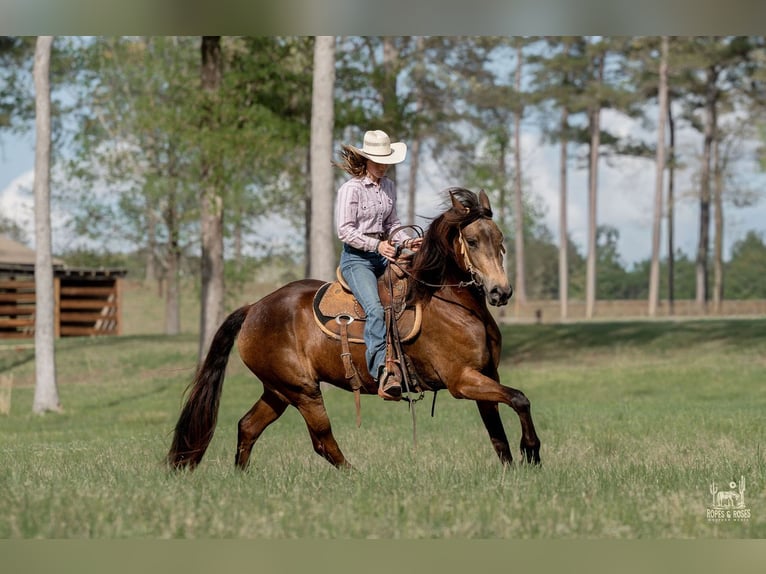 Friesen Mix Stute 4 Jahre Buckskin in Vincent