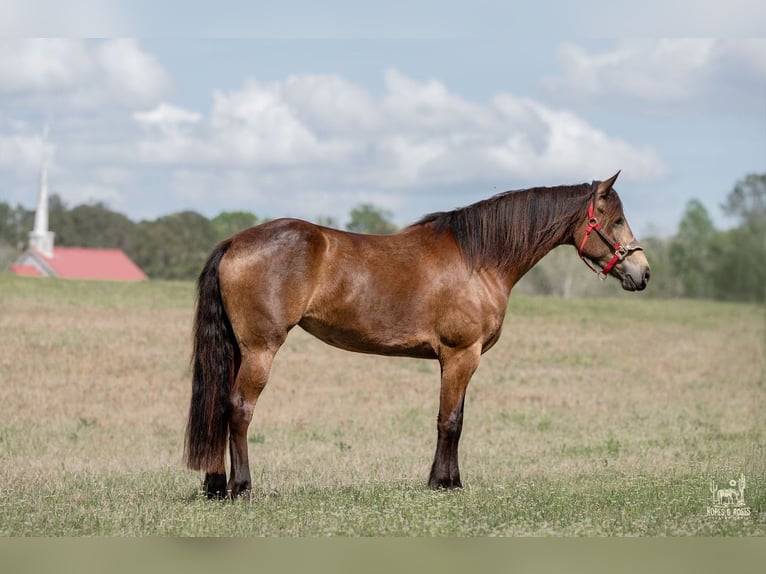 Friesen Mix Stute 4 Jahre Buckskin in Vincent