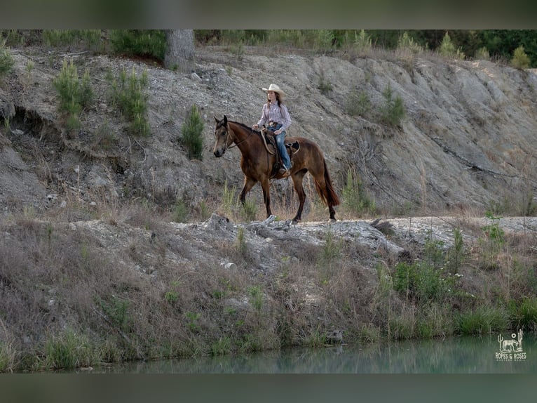 Friesen Mix Stute 4 Jahre Buckskin in Vincent