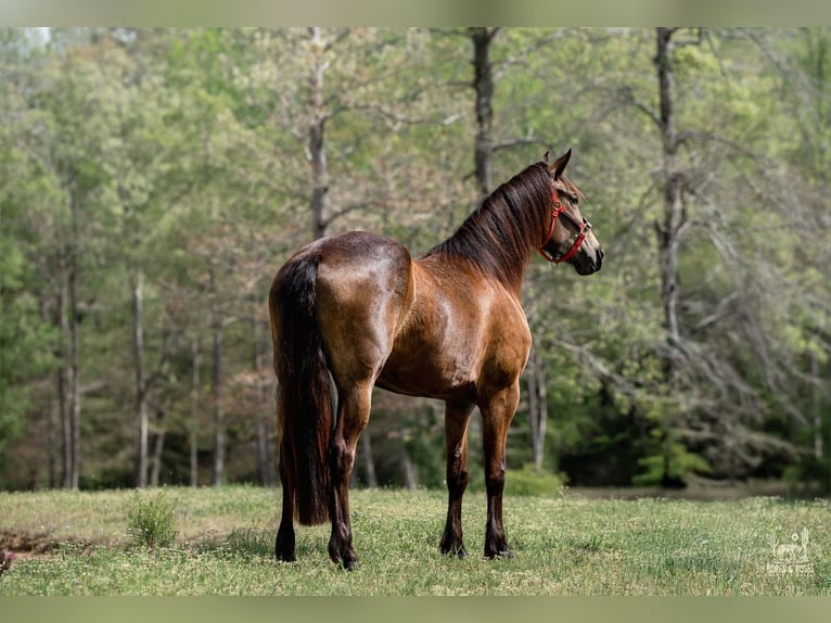 Friesen Mix Stute 4 Jahre Buckskin in Vincent