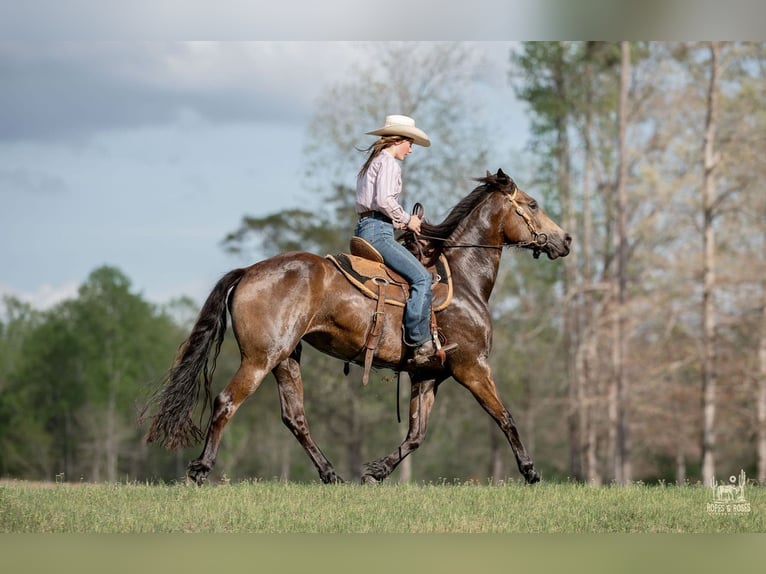 Friesen Mix Stute 4 Jahre Buckskin in Vincent
