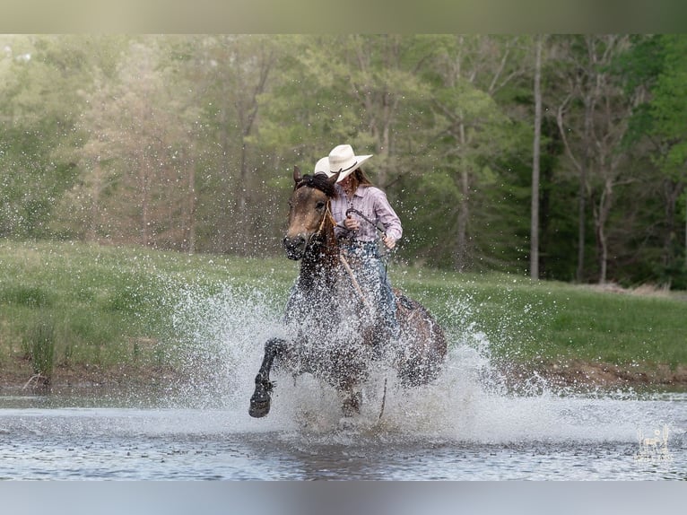 Friesen Mix Stute 4 Jahre Buckskin in Vincent
