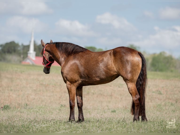 Friesen Mix Stute 4 Jahre Buckskin in Vincent