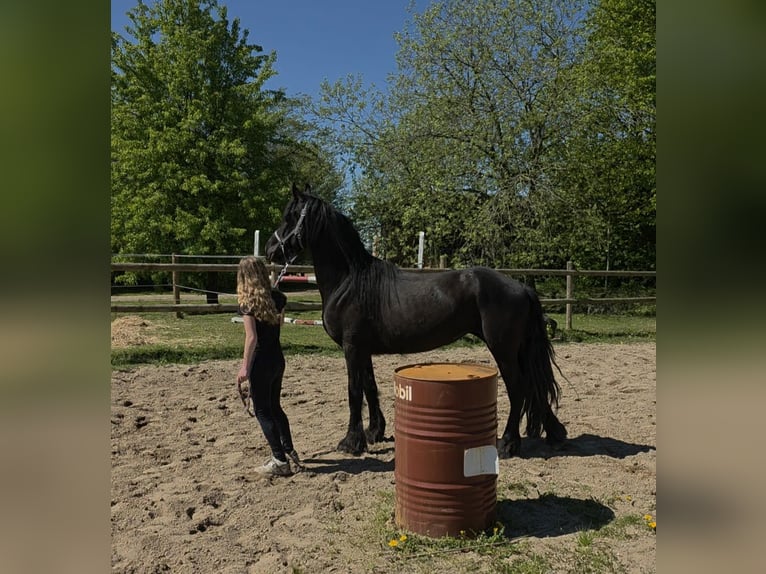 Friesen Mix Stute 5 Jahre 150 cm Rappe in Linkenbach