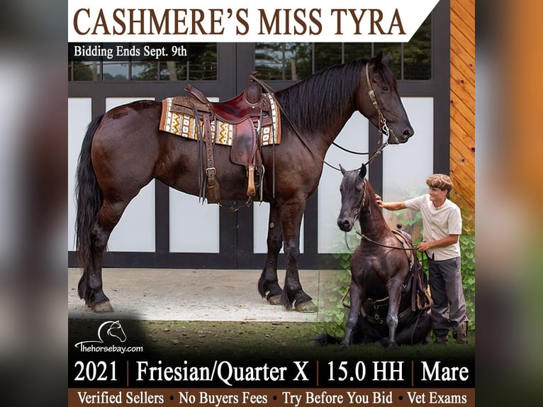 Friesen Mix Stute 5 Jahre 152 cm Rappe in Shipshewana, IN