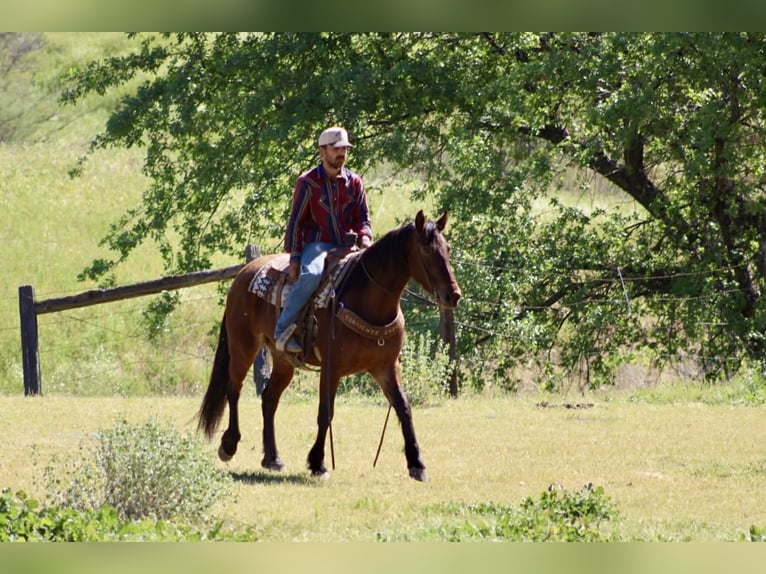 Friesen Stute 5 Jahre 152 cm Rotbrauner in Tres Pinos