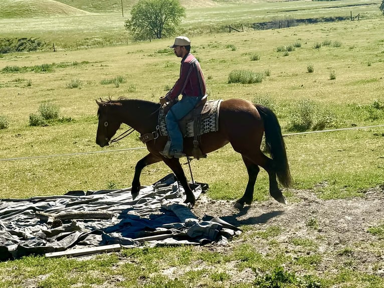 Friesen Stute 5 Jahre 152 cm Rotbrauner in Tres Pinos