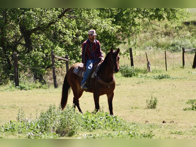Friesen Stute 5 Jahre 152 cm Rotbrauner in Tres Pinos