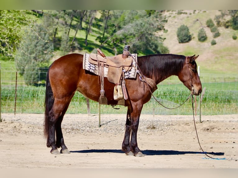 Friesen Stute 5 Jahre 152 cm Rotbrauner in Tres Pinos