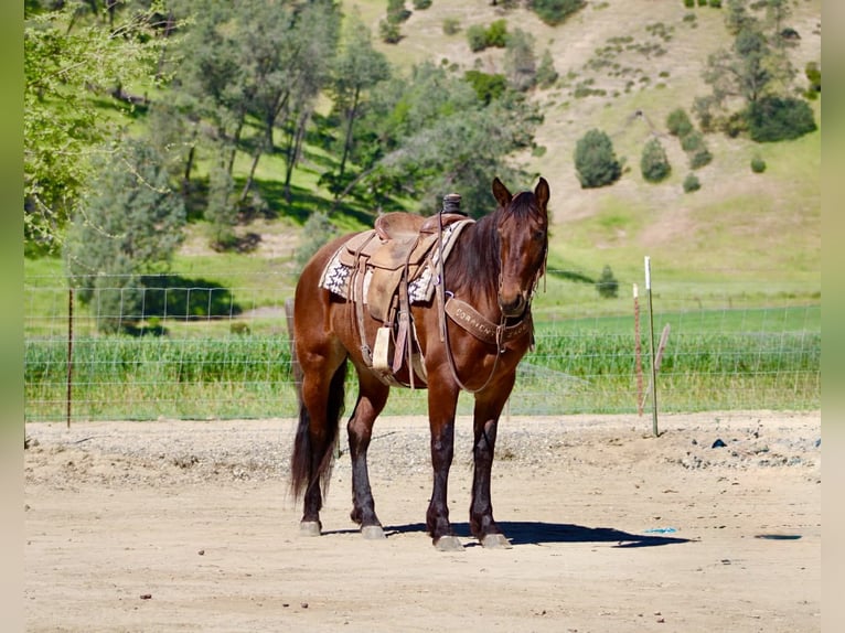 Friesen Stute 5 Jahre 152 cm Rotbrauner in Tres Pinos