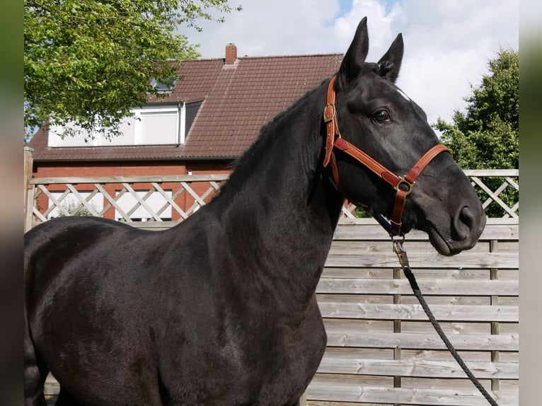 Friesen Mix Stute 5 Jahre 154 cm in Dorsten