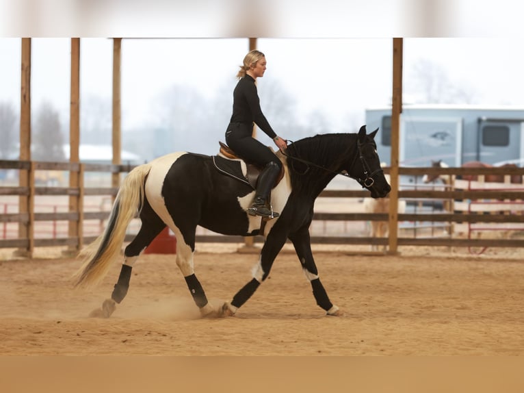 Friesen Stute 5 Jahre 155 cm Schecke in Quitman