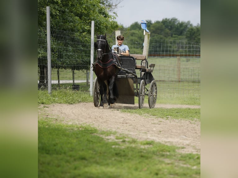 Friesen Mix Stute 5 Jahre 157 cm Rappe in Shipshewana