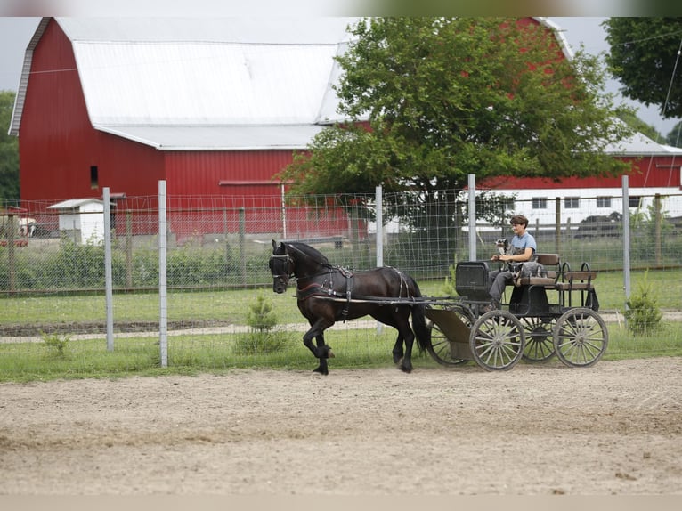 Friesen Mix Stute 5 Jahre 157 cm Rappe in Shipshewana