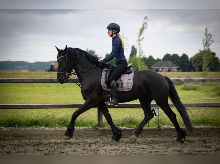 Friesen Stute 5 Jahre 158 cm Rappe in Sliedrecht
