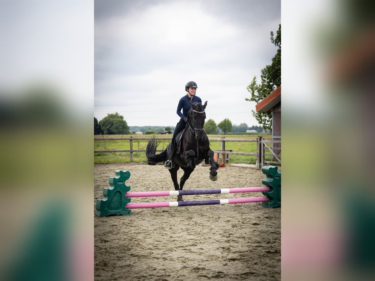 Friesen Stute 5 Jahre 158 cm Rappe in Sliedrecht