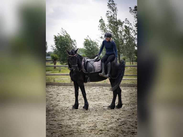 Friesen Stute 5 Jahre 158 cm Rappe in Sliedrecht