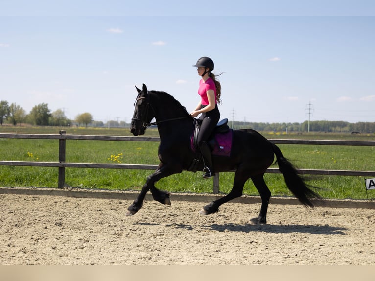 Friesen Stute 5 Jahre 158 cm Rappe in Sliedrecht