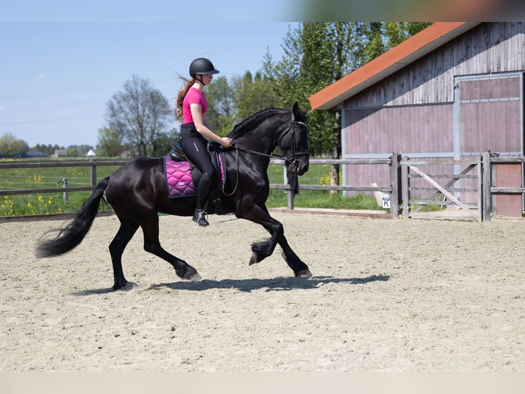 Friesen Stute 5 Jahre 158 cm Rappe in Sliedrecht
