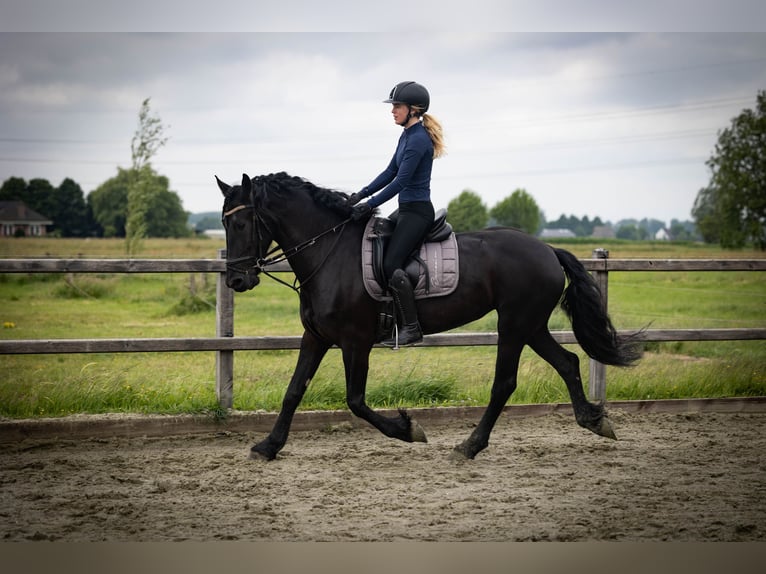 Friesen Stute 5 Jahre 158 cm Rappe in Sliedrecht