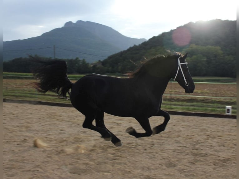 Friesen Stute 5 Jahre 158 cm Rappe in Olot