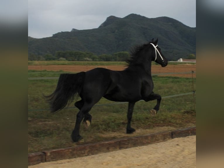 Friesen Stute 5 Jahre 158 cm Rappe in Olot