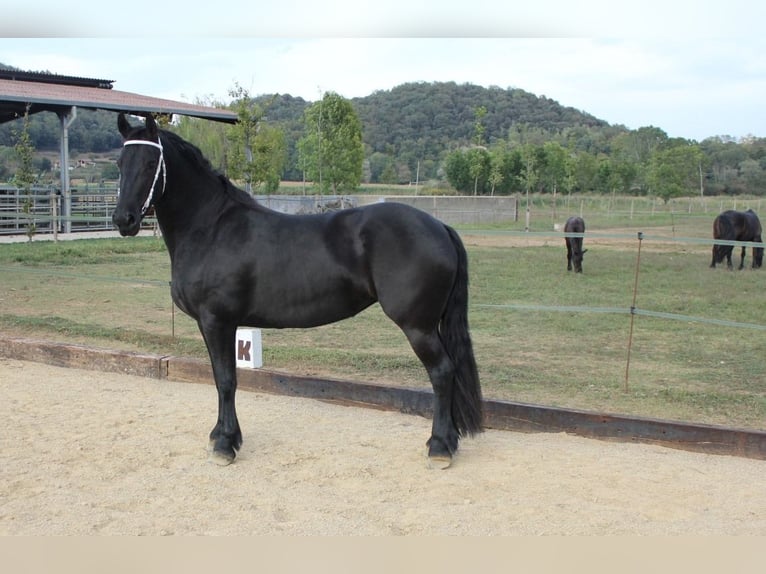 Friesen Stute 5 Jahre 158 cm Rappe in Olot