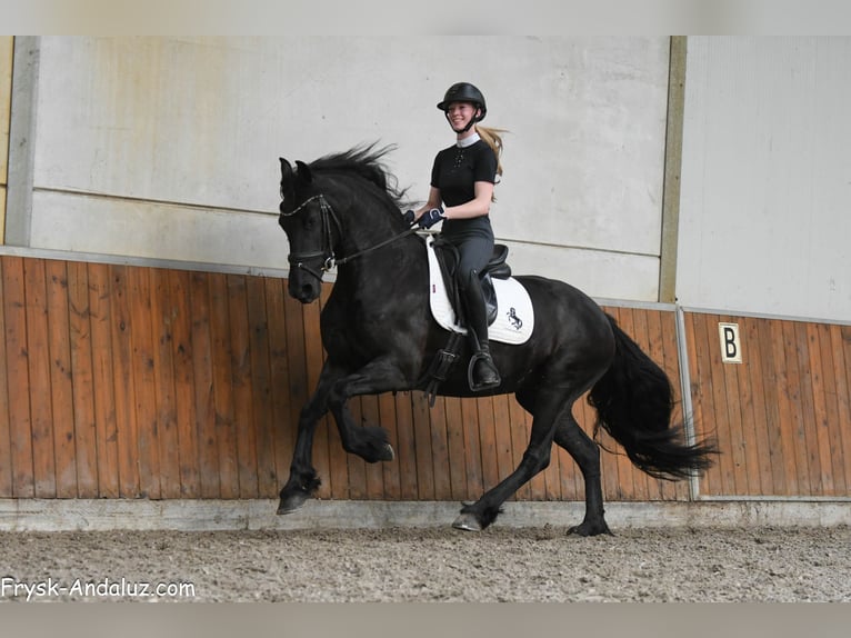 Friesen Stute 5 Jahre 159 cm Rappe in Mijnsheerenland