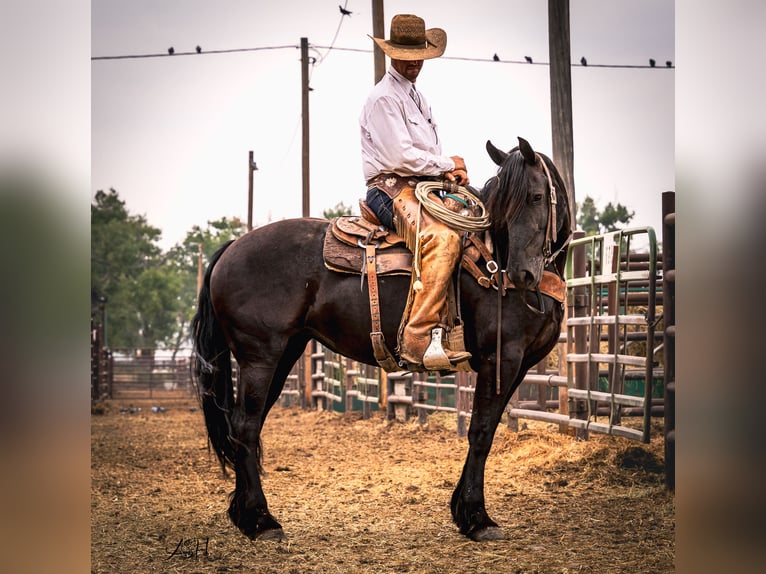 Friesen Stute 5 Jahre 160 cm Rappe in Billings