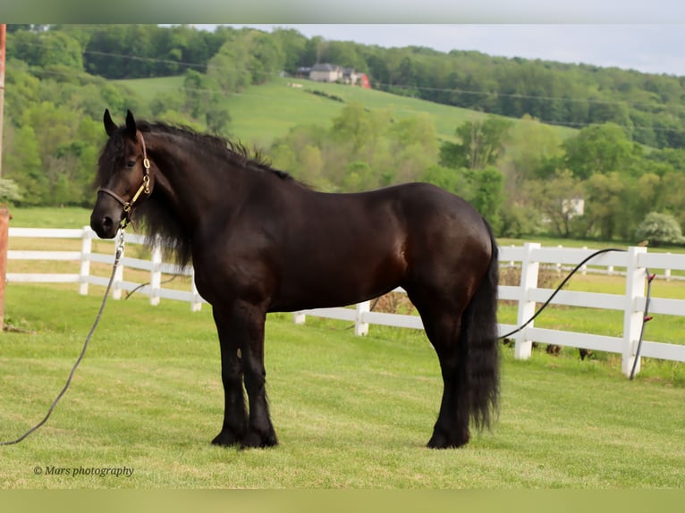 Friesen Stute 5 Jahre 160 cm Rappe in Dundee, OH