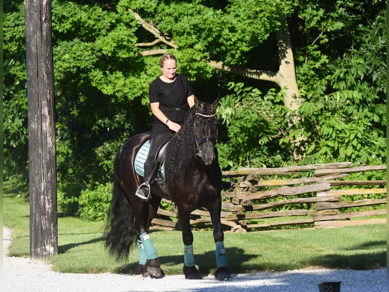Friesen Stute 5 Jahre 160 cm Rappe in Dundee, OH