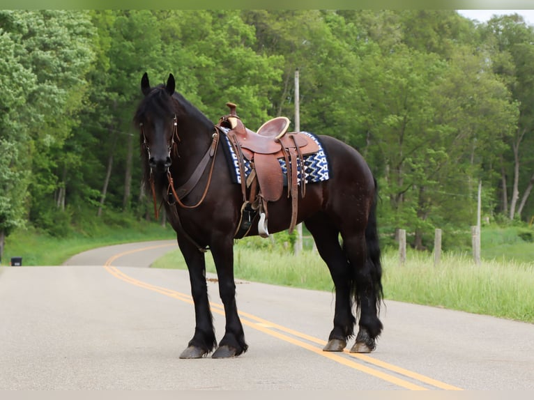 Friesen Stute 5 Jahre 160 cm Rappe in Dundee, OH