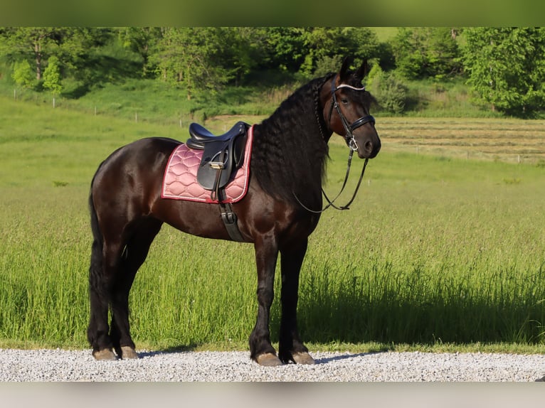 Friesen Stute 5 Jahre 160 cm Rappe in Dundee, OH