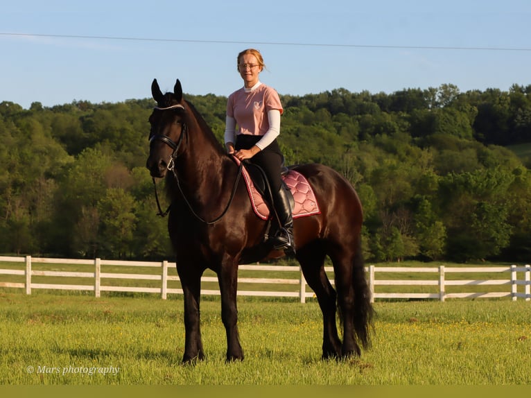 Friesen Stute 5 Jahre 160 cm Rappe in Dundee, OH