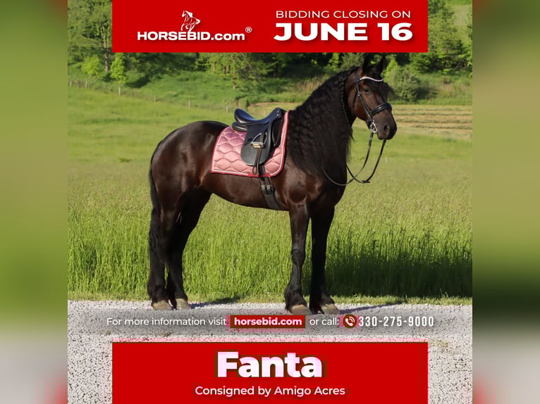 Friesen Stute 5 Jahre 160 cm Rappe in Dundee, OH